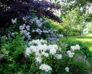 Light in a shady corner