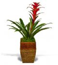 HOUSE PLANTS WANTED FOR THE CRAIGMONIE CENTRE!