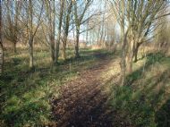 Tales of the Riverbank