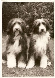 b.h.moonlight(left)+b.briquette of b. at two years old