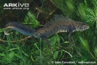 great crested newt