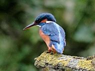 Kingfishers