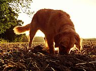 Sunset Digging