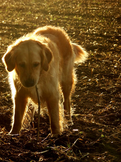 Sunset Stick