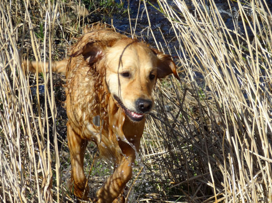 Running Happy