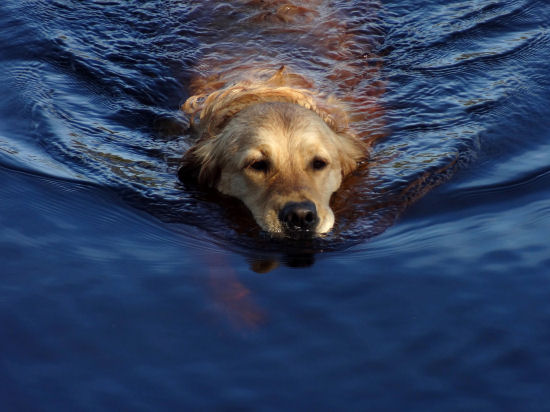 Swimming in the Blue