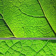 Back-lit Leaf