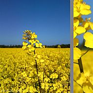 Rapeseed Field