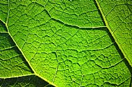 Back-lit Leaf