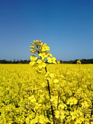 Rapeseed Field