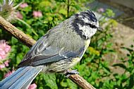 Bluetits