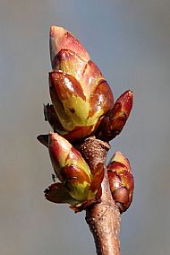 Sticky Buds