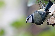 Bluetit