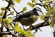 Bluetit with Food