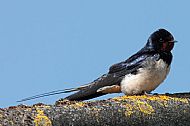 Barn Swallow