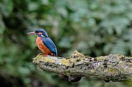 Female Kingfisher