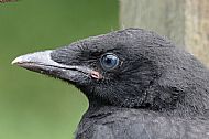Crow Portrait
