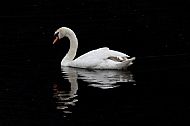 Swan