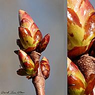 Sticky Buds