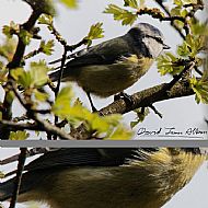 Bluetit with Food