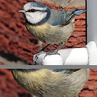 Garden Bluetit