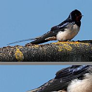 Barn Swallow