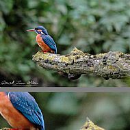 Female Kingfisher