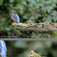 Female Kingfisher #2
