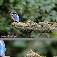 Female Kingfisher #3