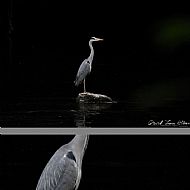 Heron