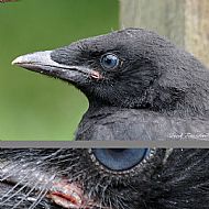 Crow Portrait