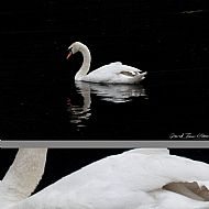 Swan