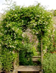 A scented arbor