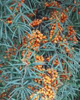 Sea buckthorn on trial