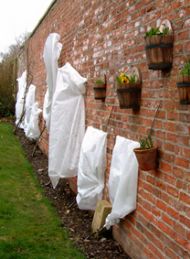 Ghostly apple trees