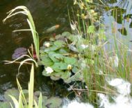 Summer life in the pond