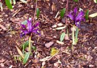 A few signs of spring